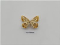 藏品(尺蛾219)的圖片